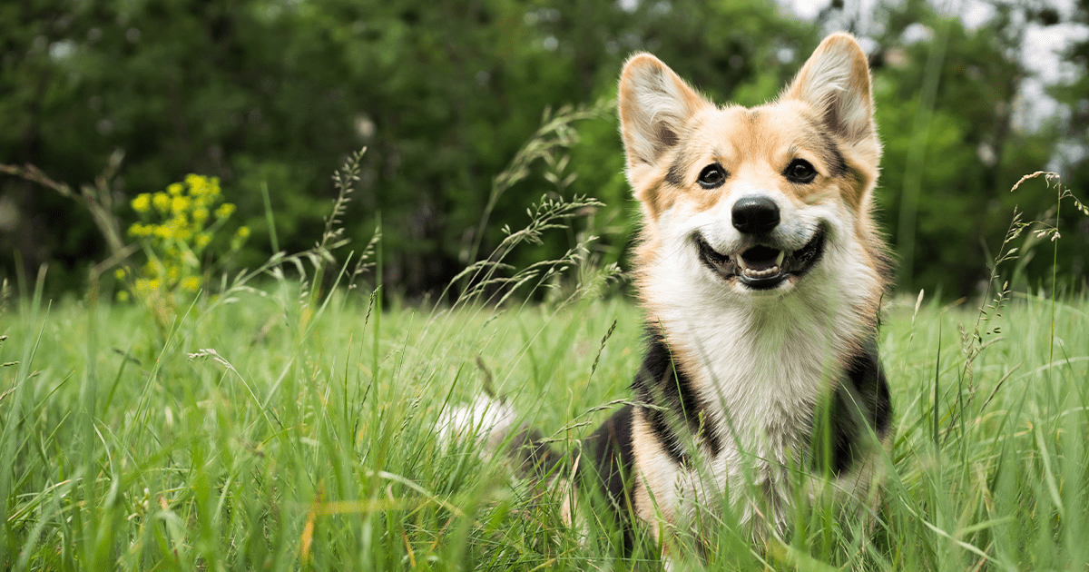 happy dog in grass