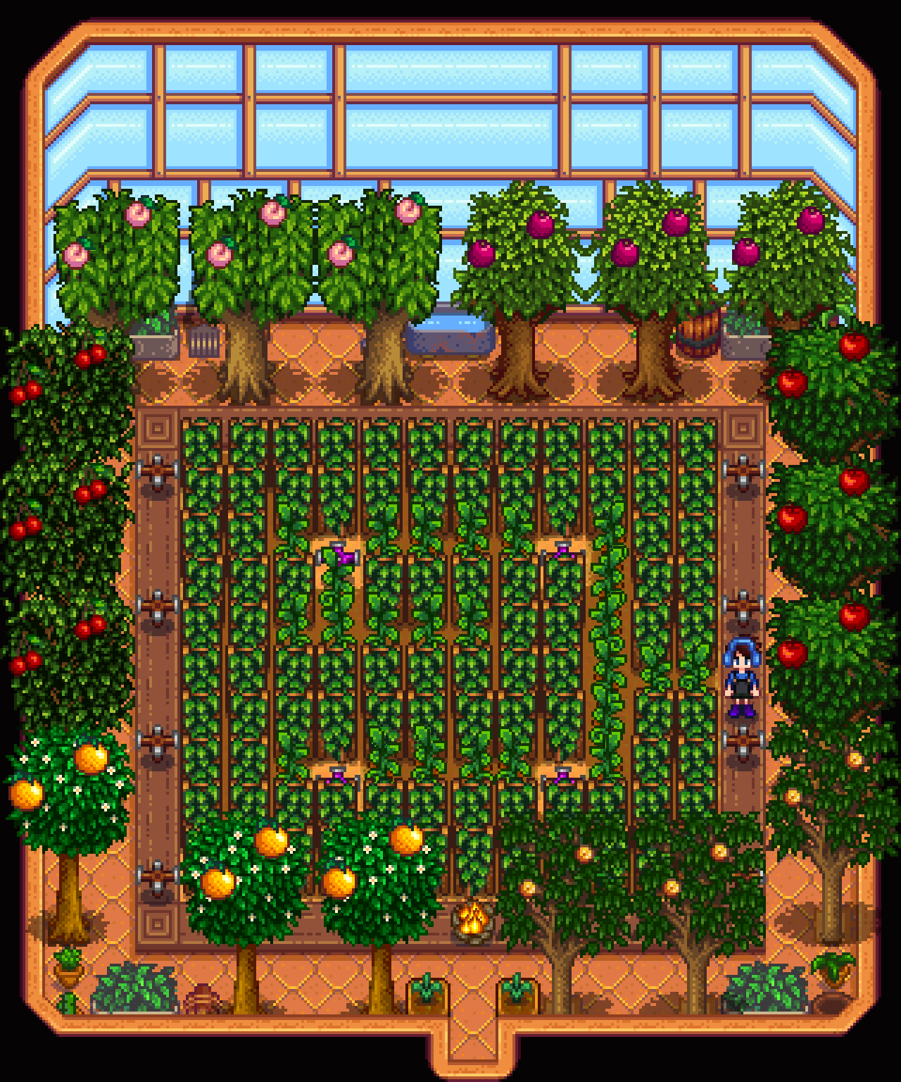 Hops in Greenhouse