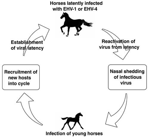 Biological life cycle of EHV-1 and EHV-4, illustrating the central role of latently infected carrier horses as reservoirs from which the herpesviruses are perpetually transmitted to new generations of equine hosts.