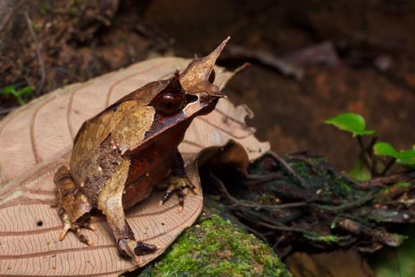 Image result for malayan horned frog