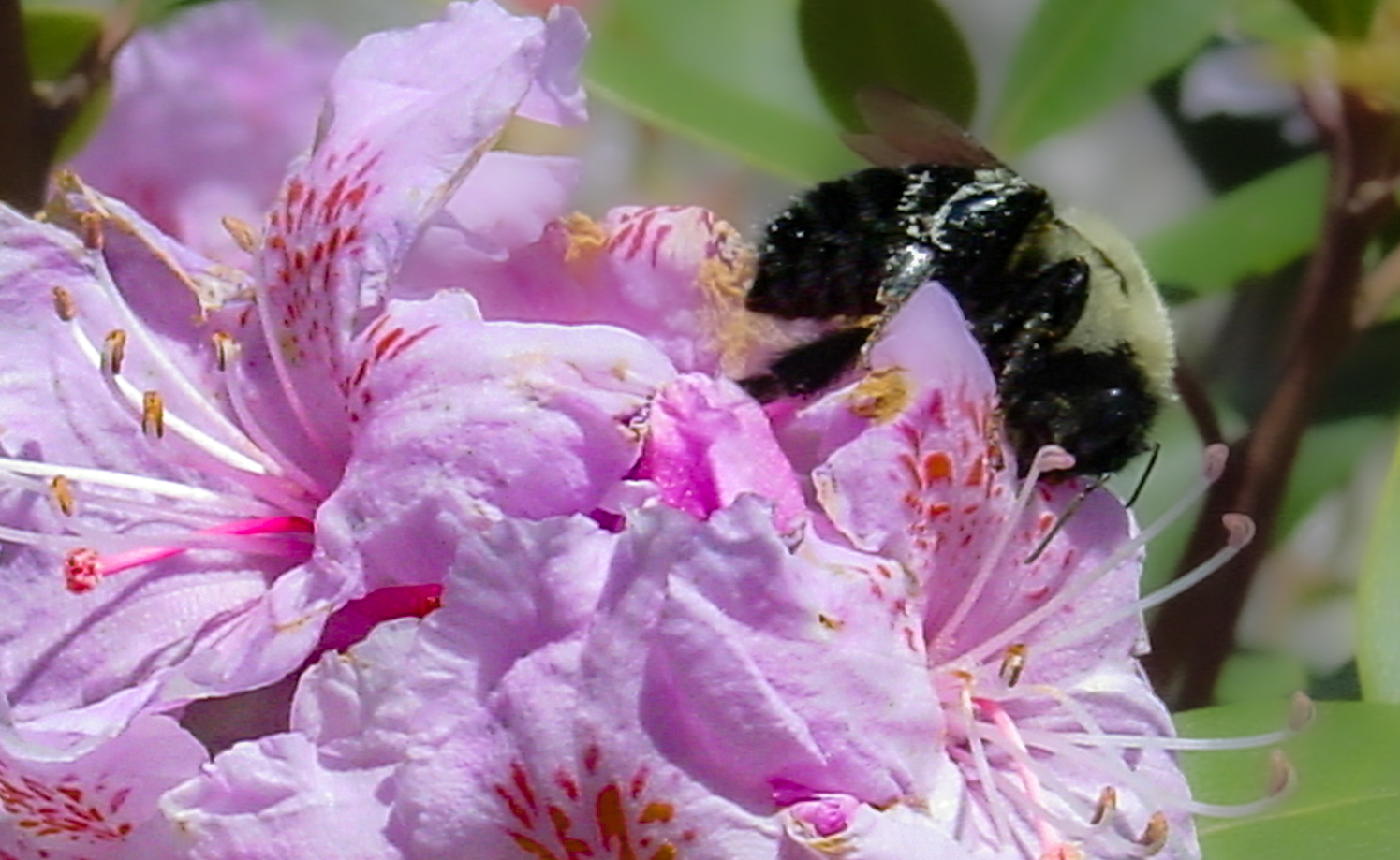 A black and yellow bee on a pink flower. 