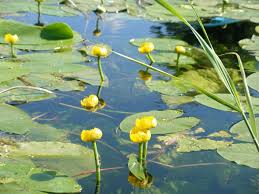 yellow water lily