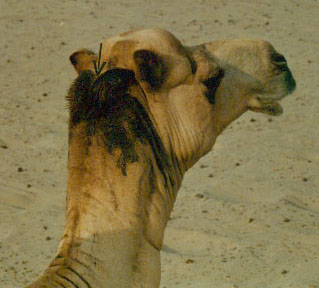 The active poll gland (arrow) of the male dromedary. Note the tary dark secretions trickling down the side of the neck.