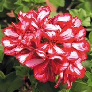 Image result for geranium royal candy cane