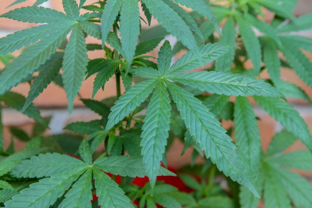 Regulamentação da Cannabis sativa para fins medicinais avança ...
