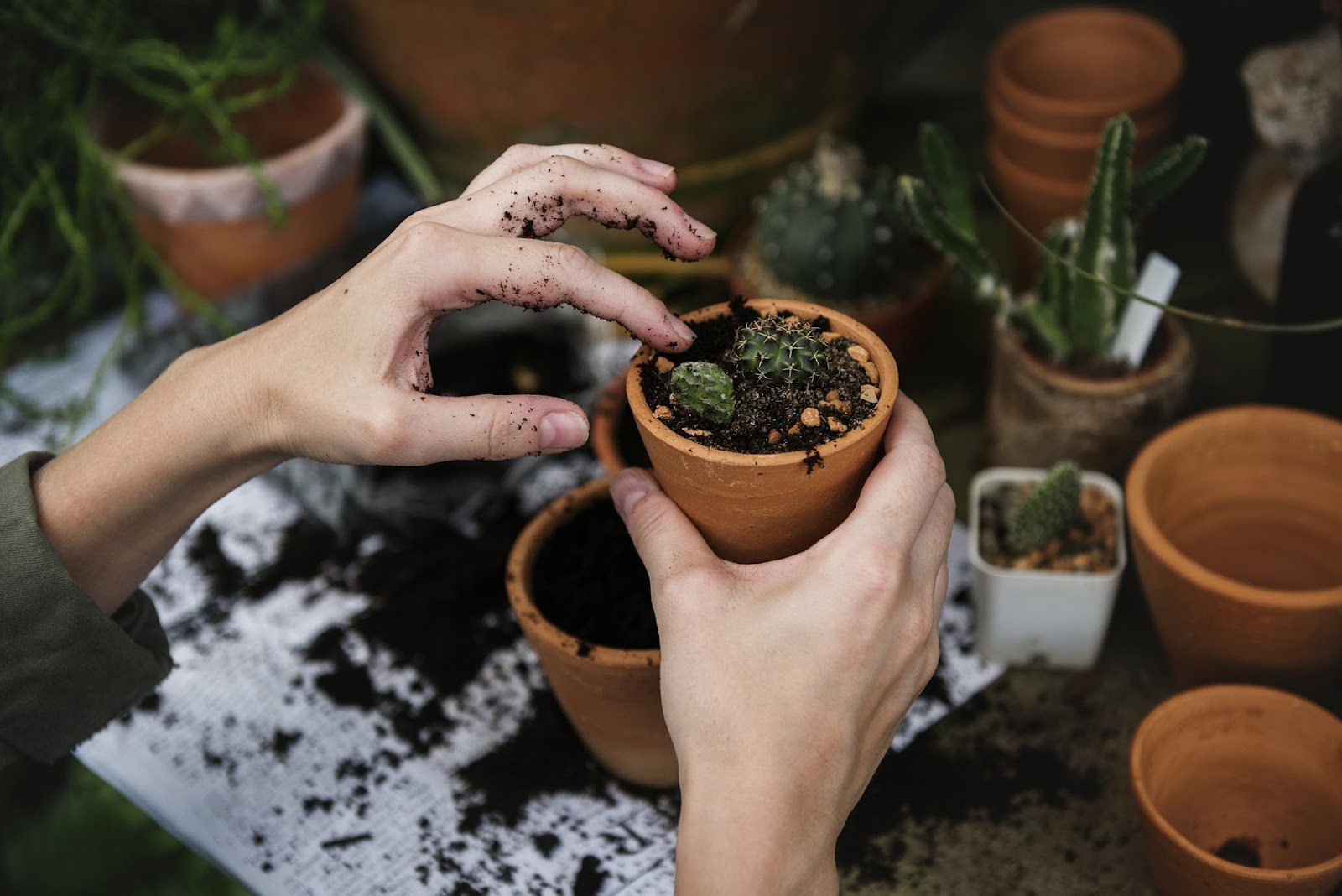 Tiny pots of cacti