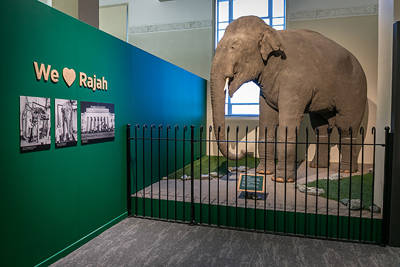The history of Rajah - Blog - Auckland War Memorial Museum