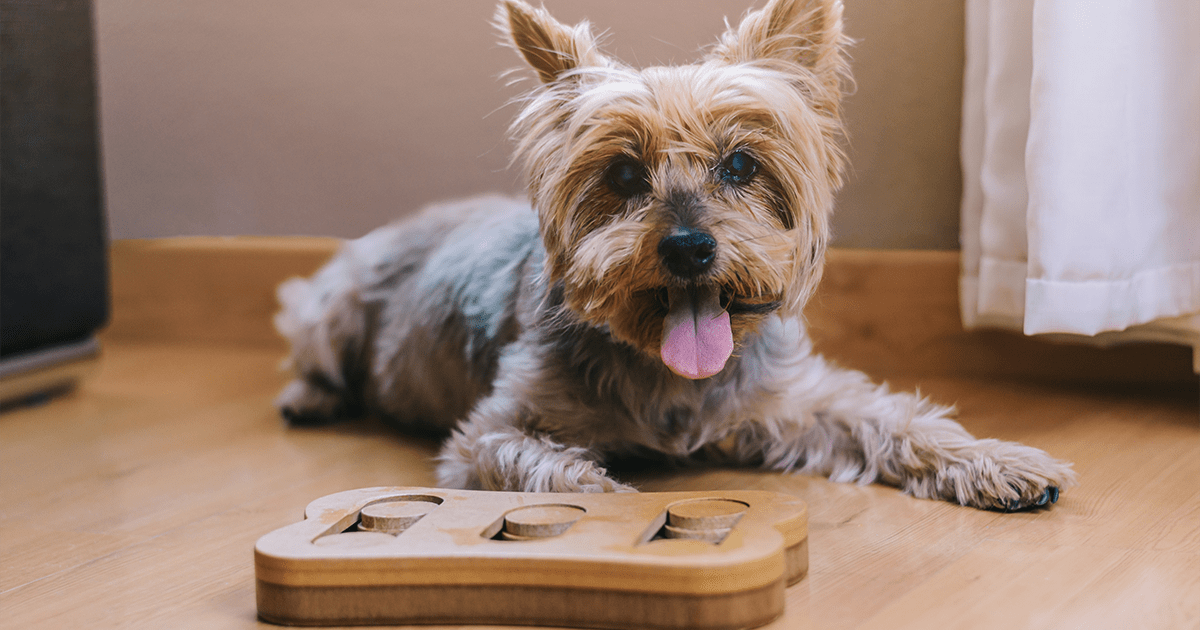 terrier dog with puzzle game