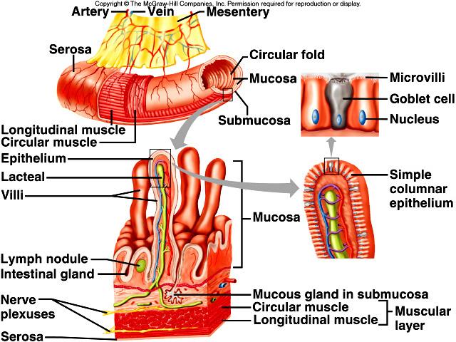 Digestive System Chapter Pictures | Chandler Physical Therapy