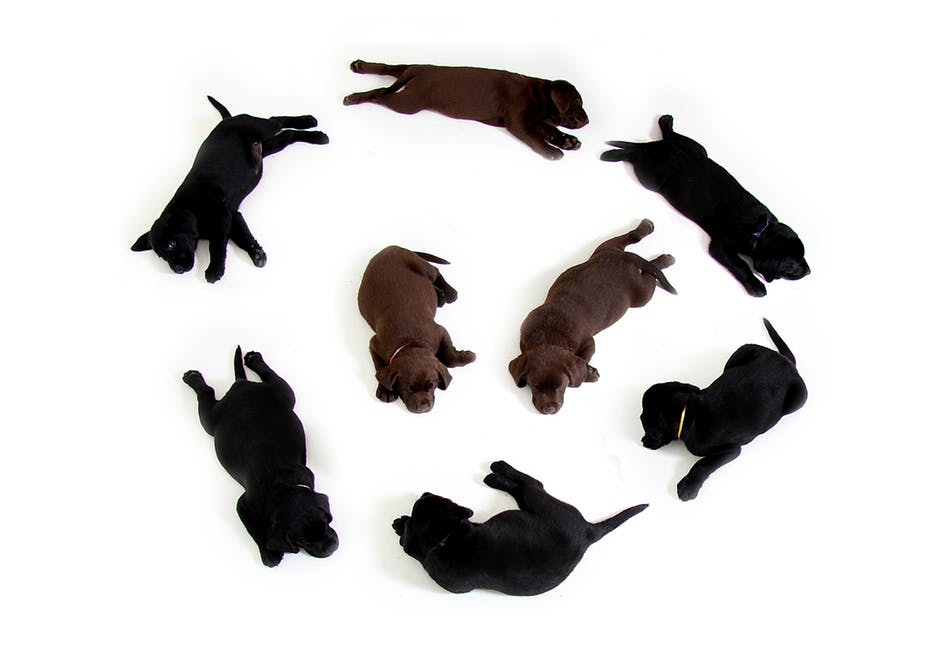 puppies-black-brown-labrador-160829.jpeg