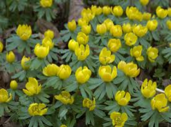 winter aconite