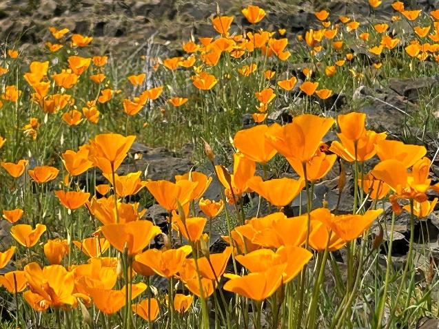 Orange flowers in a field

Description automatically generated with medium confidence