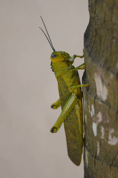 T. violaceus on the trunk of a tree