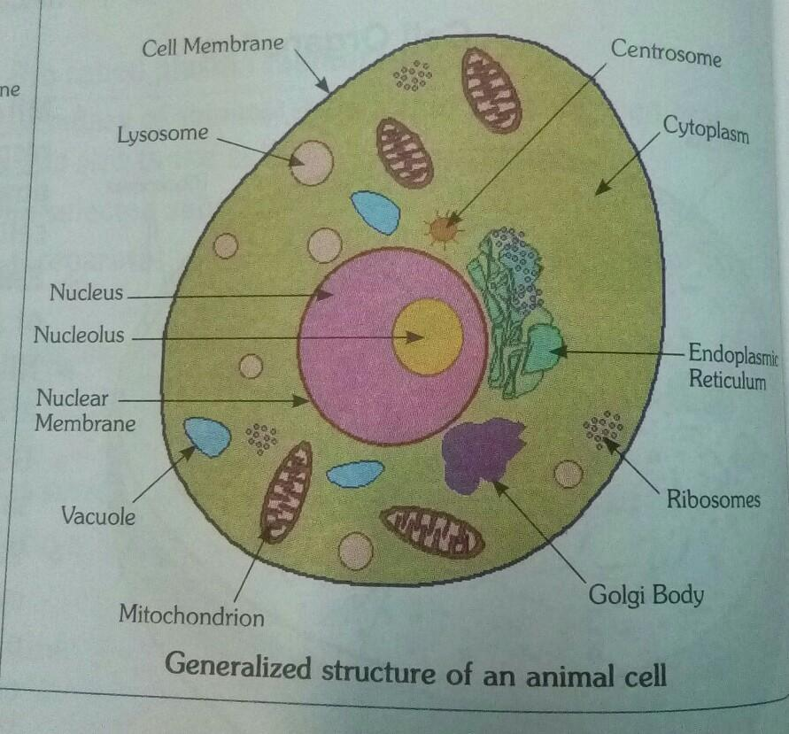 draw a neat labelled diagram of animal cell