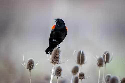 9 Amazing Black Birds With Orange Wings