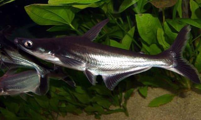 G:\Nova pasta (2)\Peixes\-Panga\Excluir\peixe-ornamental-tubaro-agua-doce-pangasius-faixa-azul-15cm-D_NQ_NP_860012-MLB26887349125_022018-F.jpg