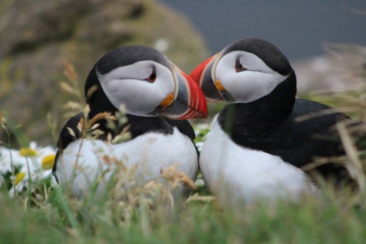 Puffins: The Best Places to See Them in Iceland | Hey Iceland blog