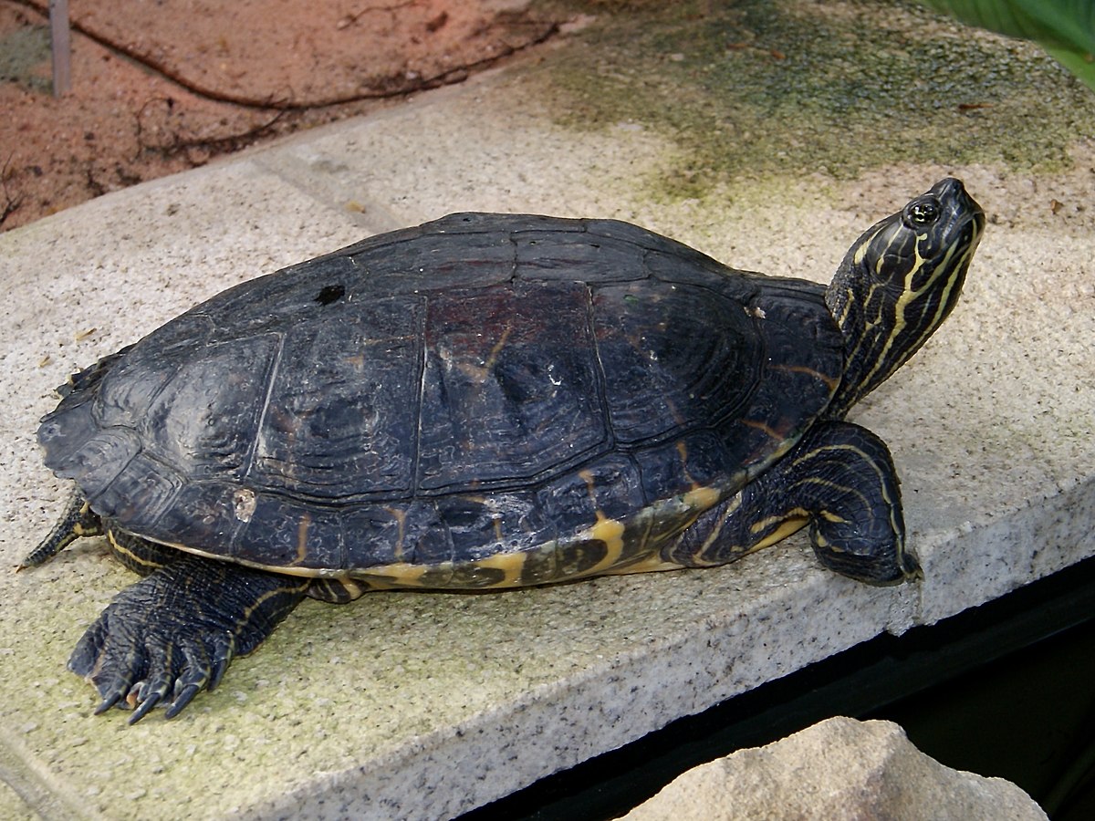 cooter turtle