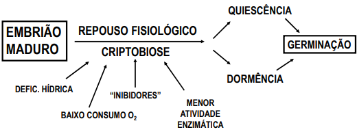 Representação dos eventos que caracterizam sementes quiescentes e dormentes