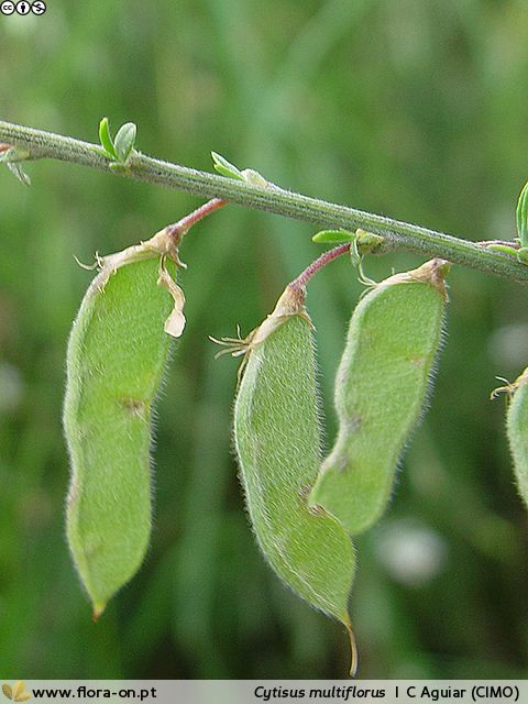 Cytisus multiflorus - Fruto | Carlos Aguiar; CC BY-NC 4.0