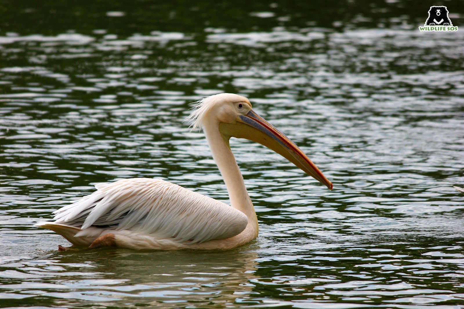 Greater White pelican is a migratory bird
