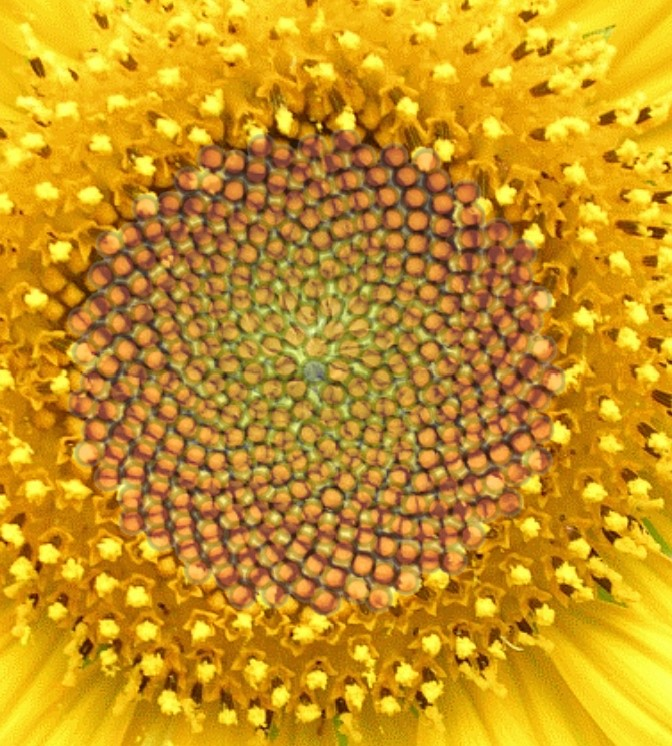The previous image is superimposed on top of an image of the center of a sunflower. The superimposed image matches the seeds' packing in the sunflower's center.