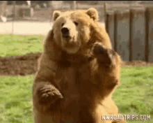 bear waving