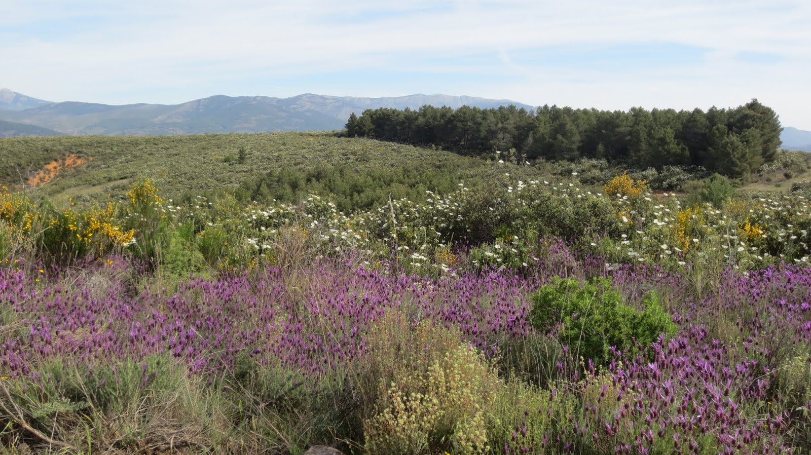 Las Cárcavas y Alpedrete de la Sierra. 15-5-2014