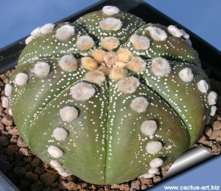 Astrophytum asterias cv Ruri Kabuto (Ooibo)