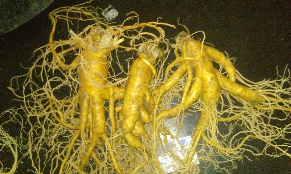 nhan sam tuoi 3 cu (5)