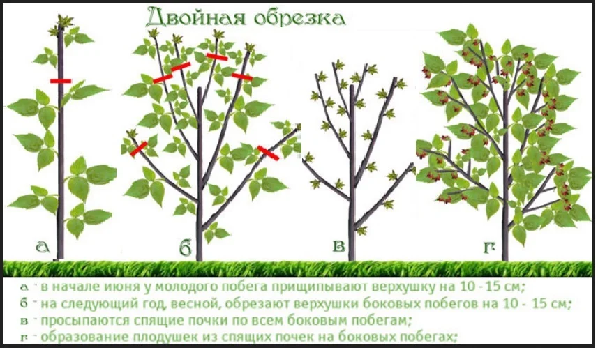 Двойная обрезка малины