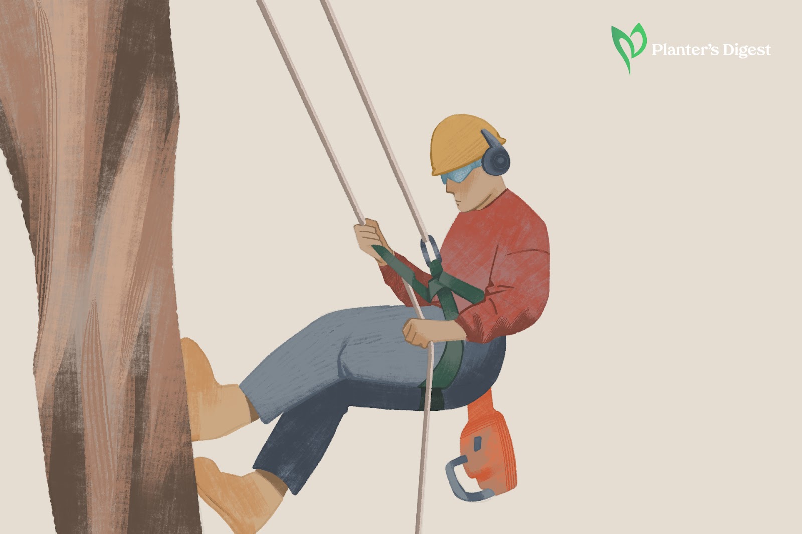 Hire An Arborist