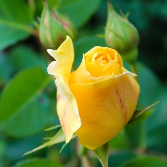 Same Day Flower Delivery- SnapBlooms.com