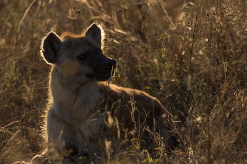 Animais selvagens da África do Sul - Uma hiena bela e formosa nas primeiras horas do dia.