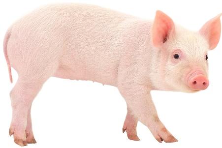 A picture containing swine, mammal

Description automatically generated