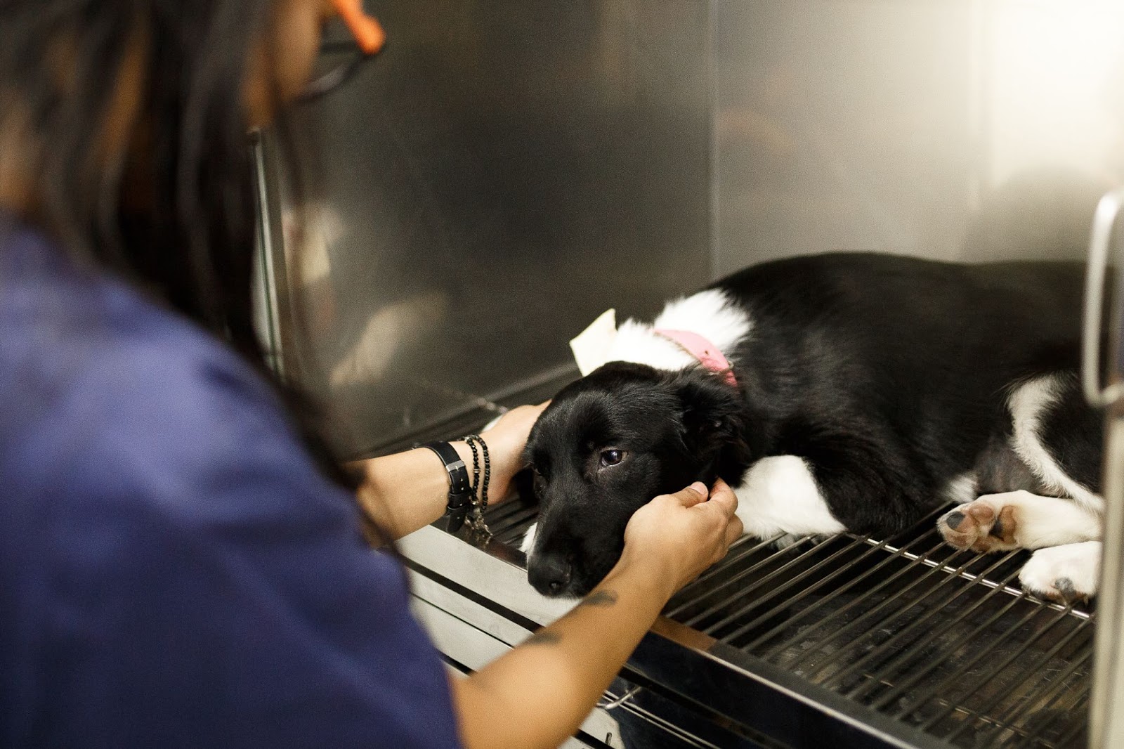 cachorra internada aguardando nutrição animal na internação
