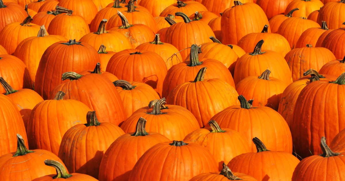 drought conditions affects pumpkin fruits