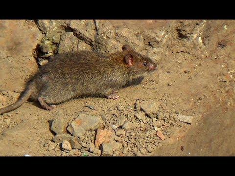 Image result for rat attack india