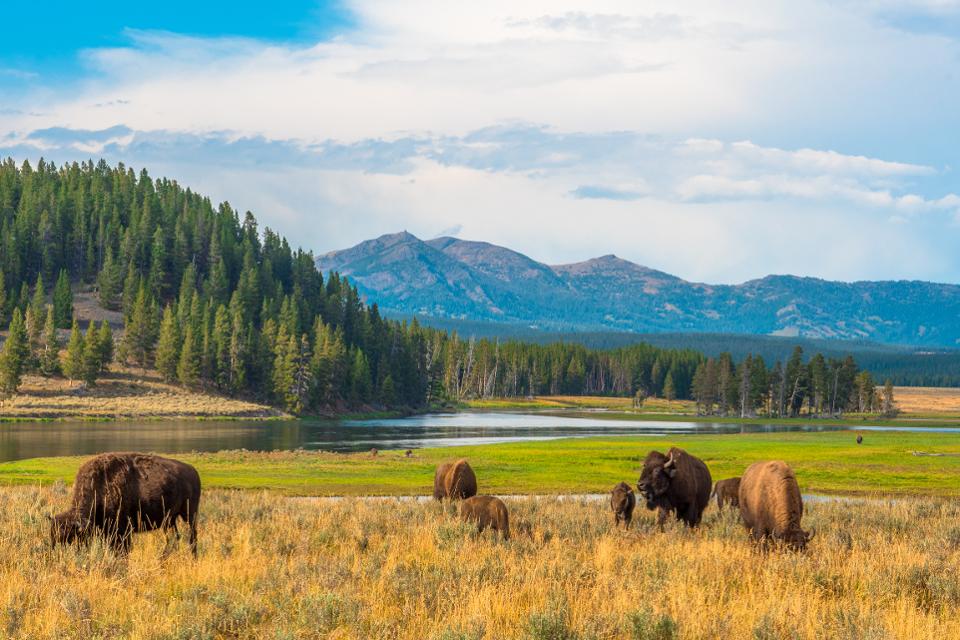 Bison in Yellowstone National Park