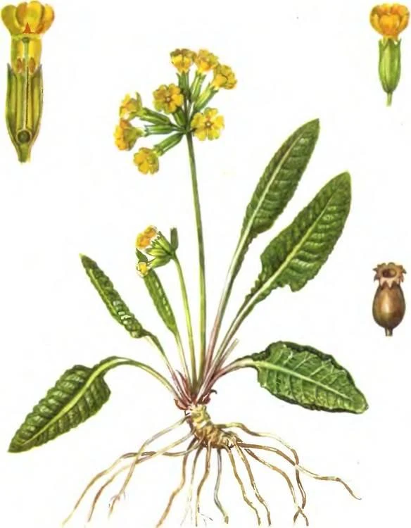 D:\0 wd yedek\acr yedek\1 film indirme\sovremennaya_fitoterapiya_dosyalar\image167.jpg