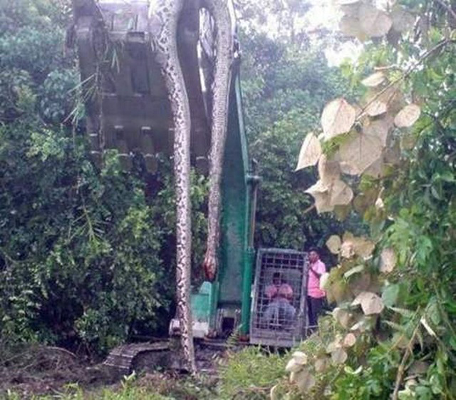 Python caught in Southeast Asia