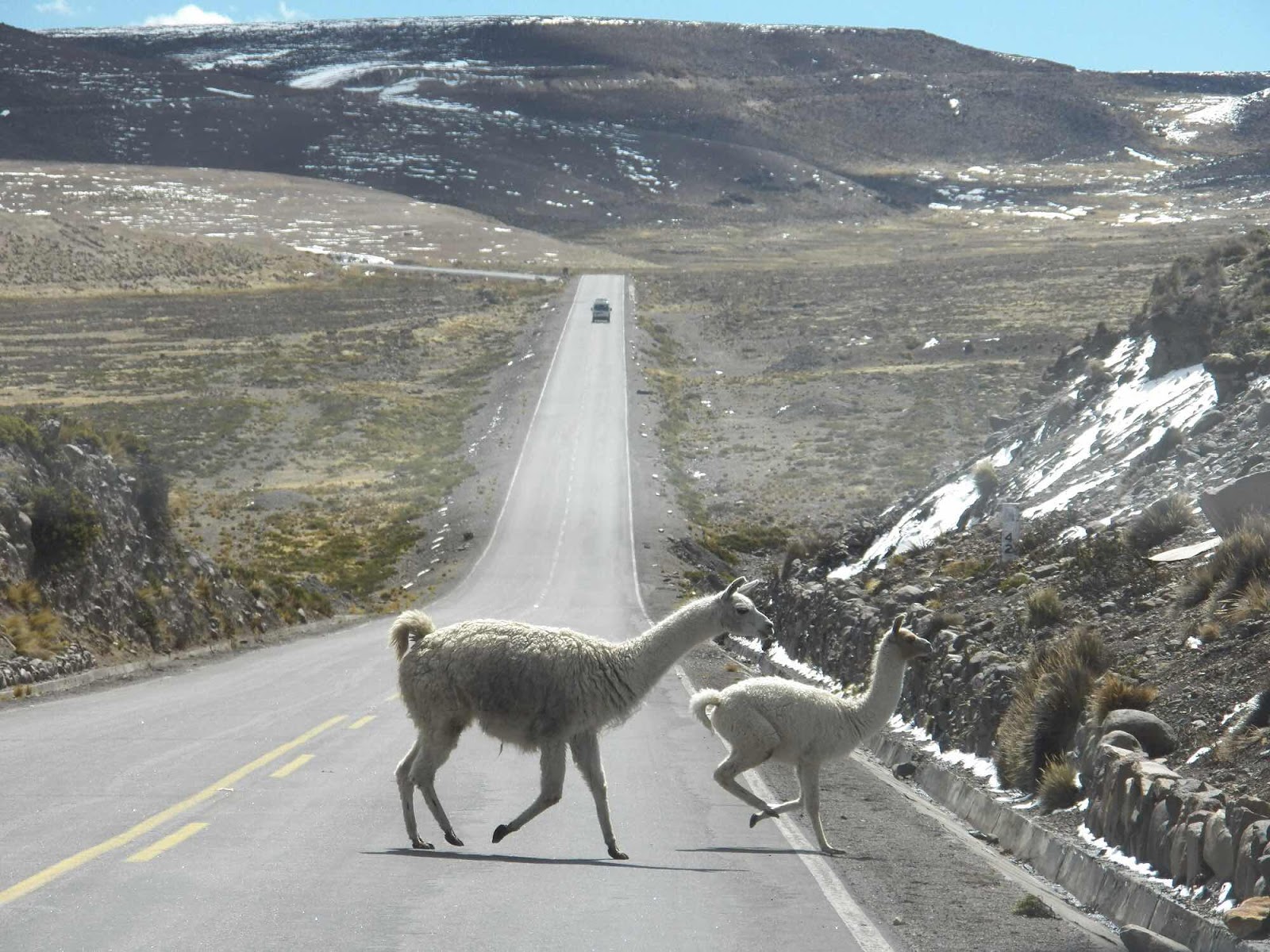 Vicunya’s, Andes, Peru