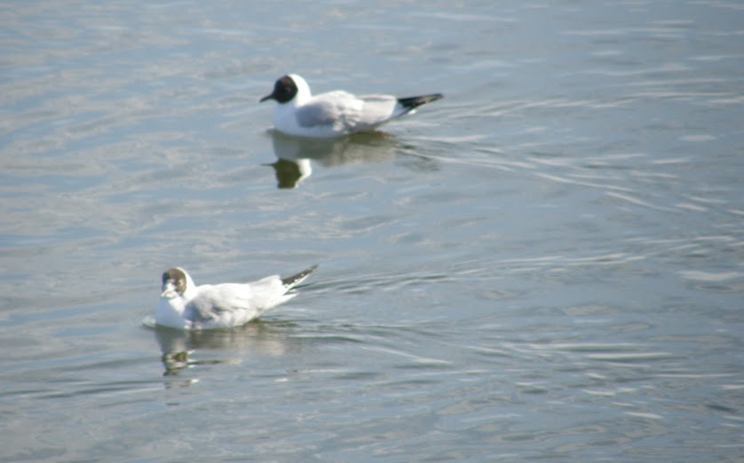 Naurulokki
