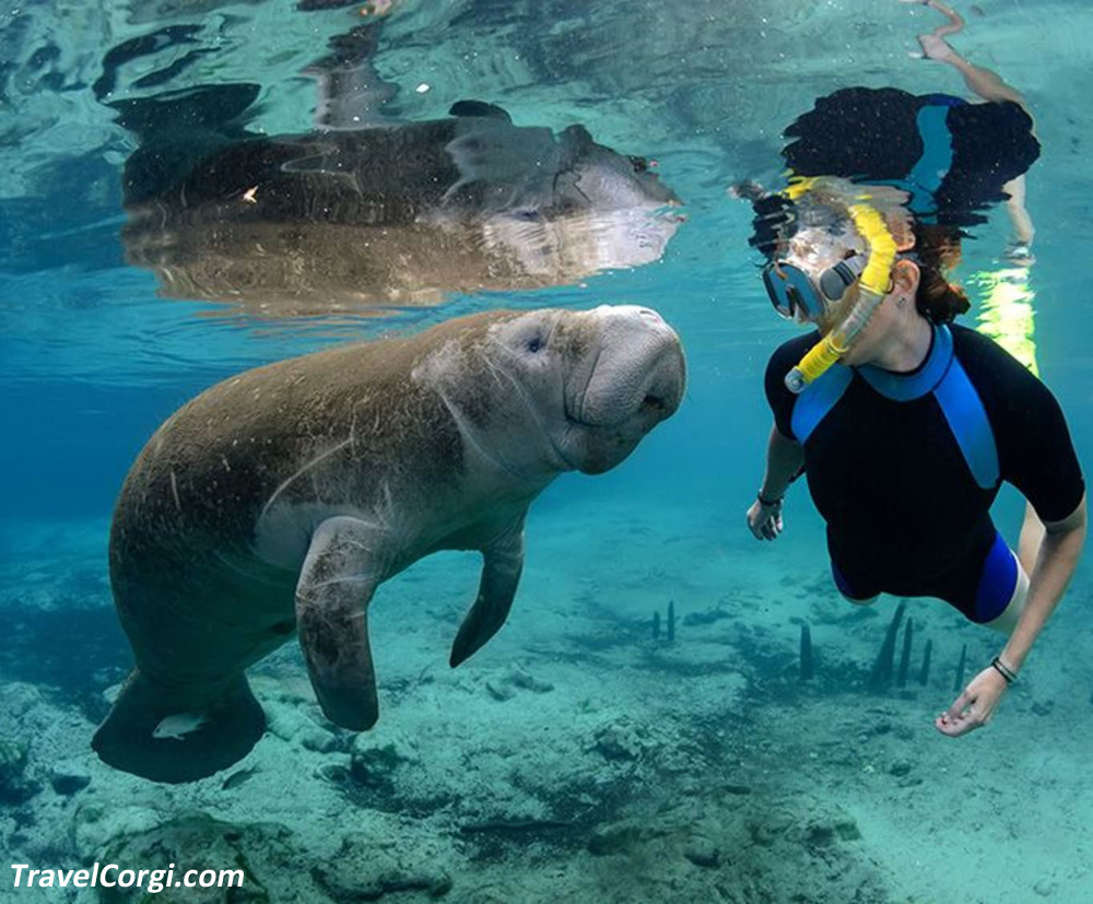 Things To Do In Citrus County - Swim With Manatees