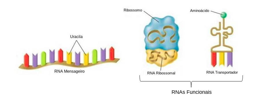 Diferença estrutural entre os principais tipos de RNA
