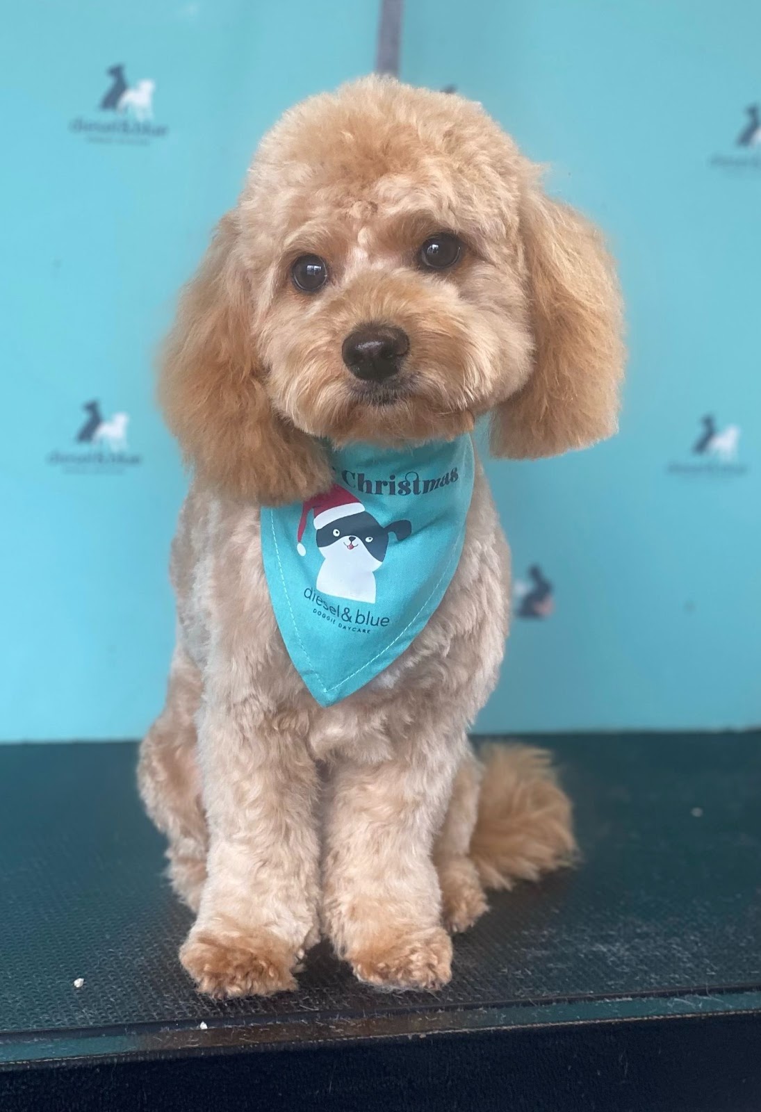brown cavoodle with blue bandana
