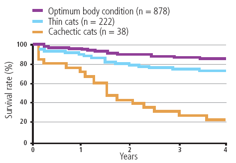 Body score and life expectancy in cats