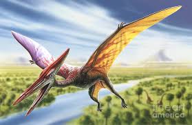 Image result for pterodactyl pictures