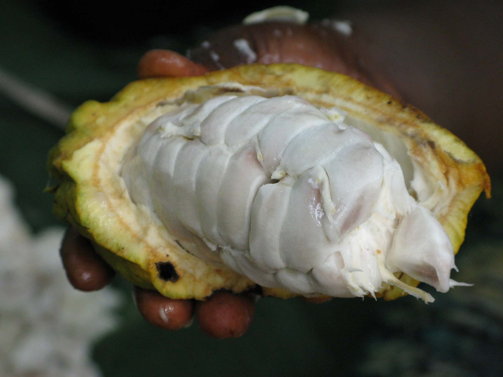 Cocoa bean, Costa Rica