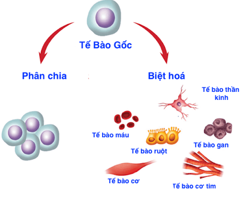 Tế bào gốc điều trị bệnh nan y - thành tựu của công nghệ tế bào